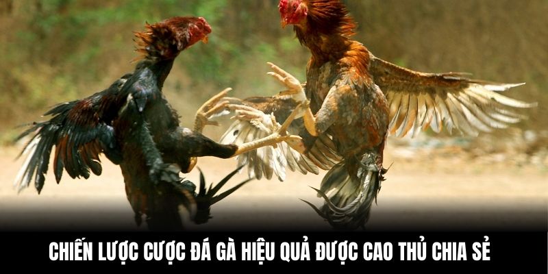 Chiến lược cược đá gà hiệu quả được cao thủ chia sẻ