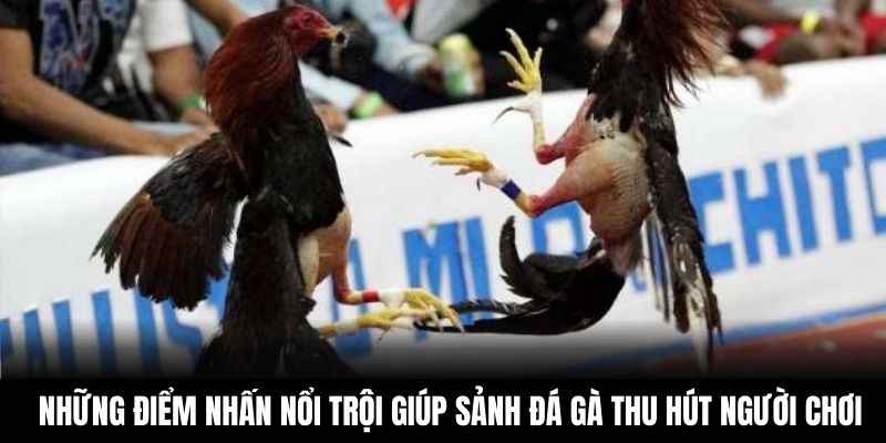 Những điểm nhấn nổi trội giúp sảnh đá gà thu hút người chơi