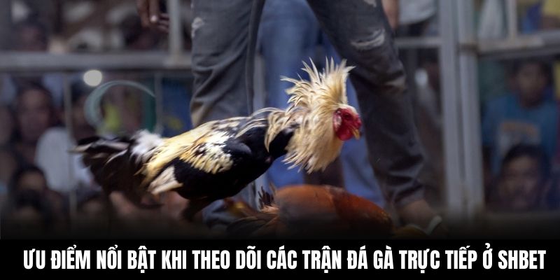Ưu điểm nổi bật khi theo dõi các trận đá gà trực tiếp ở Shbet